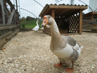 Greylag goose is standing on wood chips in an enclosure, with another goose in the background and a...