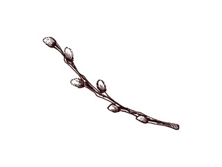 Hand drawn vintage sketch of an Easter willow branch with buds © Mariia Mazaeva