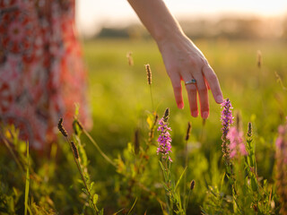 woman's hand touching purple wildflowers, close-up of fingers holding grain, delicate hand in field of wheat, golden hour macro shot of wheat, sunlight on woman's hand