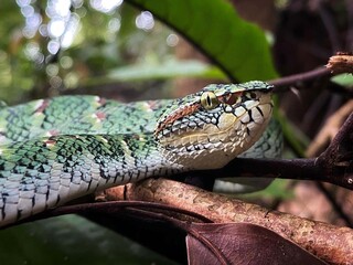Fototapeta premium Green Tree Snake Camouflaged in Rainforest Leaves