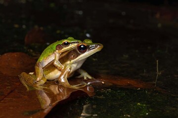 Obraz premium Frogs Pair on Leaf by Water at Night