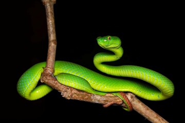Fototapeta premium Vibrant Green Snake on a Branch in Dark Background