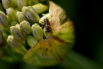 An insect sits on a vibrant green flower bud amidst lush foliage. Sunlight highlights the details, showcasing the beauty of nature and its small inhabitants in a calm garden atmosphere