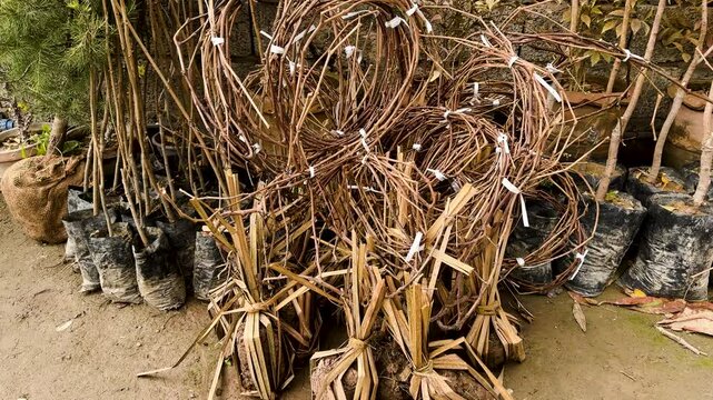 Grape Vines Saplings Bundled for Sale