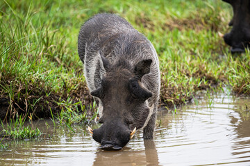 Images from a wildlife adventure through North Coast KZN, South Africa