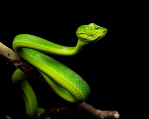 Obraz premium Green Snake Curled on Branch in Dark Environment