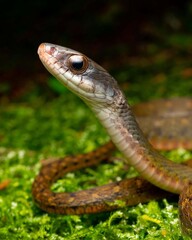 Obraz premium Close-Up of a Colorful Snake on Green Moss