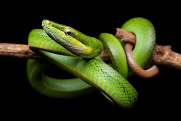 Obraz premium Vibrant Green Snake on Branch with Dark Background