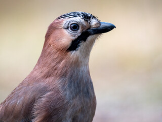 Eichelhäher (Garrulus glandarius)