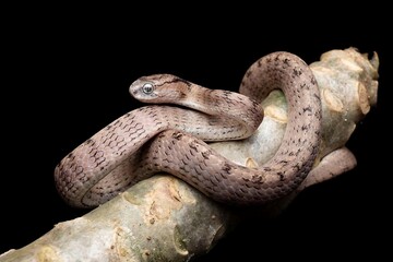 Elegant Snake Curled on Branch Against Black Background