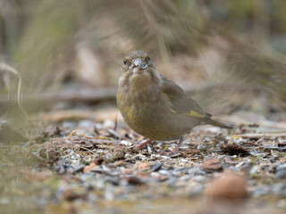Goldammer (Emberiza citrinella)
