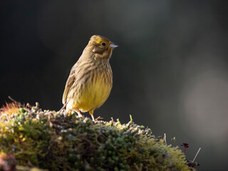Goldammer (Emberiza citrinella)