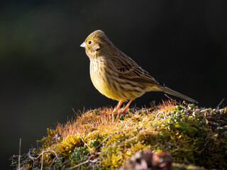 Goldammer (Emberiza citrinella)