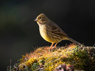 Goldammer (Emberiza citrinella)