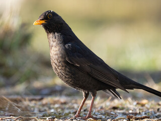 Amsel (Turdus merula)