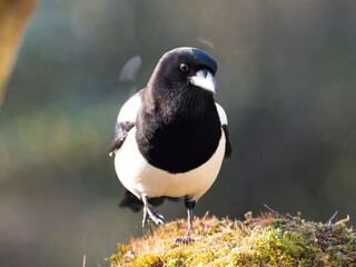 Elster (Pica pica)