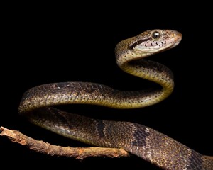Fototapeta premium Elegant Snake on Branch Against Black Background