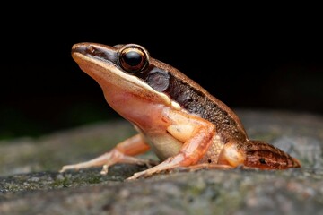 Obraz premium Colorful Frog on Stone Surface in Natural Habitat