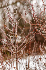 beautiful frost on small branches of bushes in severe frost conditions. Frosts in February.