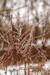 beautiful frost on small branches of bushes in severe frost conditions. Frosts in February.