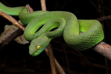 Obraz premium Green Snake Coiled on a Branch in the Wild