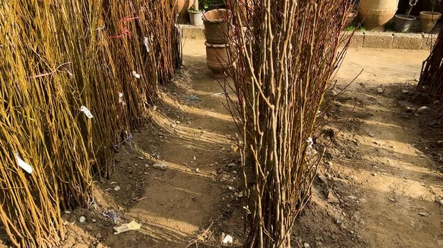 Fruit trees bare roots in garden center for sale