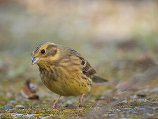 Goldammer (Emberiza citrinella)
