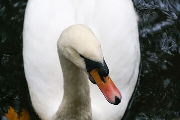 Beautiful white swan swimming peacefully on a pond covered with colorful autumn leaves, creating a serene and picturesque scene