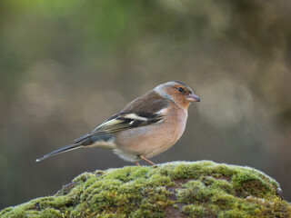 Buchfink (Fringilla coelebs)