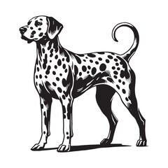 Professional Dalmatian silhouette with a well-balanced look - Dalmatian illustration - minimal Dalmatian vector - dog silhouette
