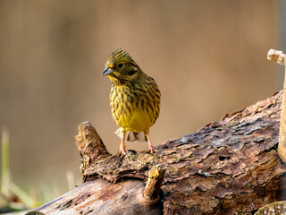 Goldammer (Emberiza citrinella)