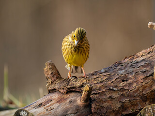 Goldammer (Emberiza citrinella)