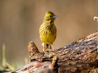 Goldammer (Emberiza citrinella)