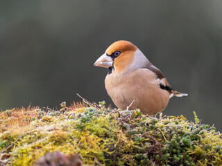 Kernbeißer (Coccothraustes coccothraustes)