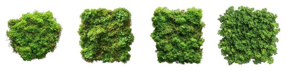 Obraz premium Vibrant Green Moss Clumps with Rich Texture on Transparent Background