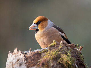 Kernbeißer (Coccothraustes coccothraustes)