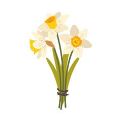 White flat daffodil on white background. Spring flower narcissus, bouquet of daffodils. Vector isolated icon