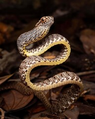 Fototapeta premium Majestic Sinuous Snake in Natural Habitat