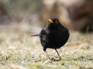 Amsel (Turdus merula)   