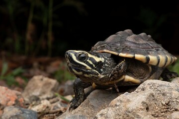 Obraz premium Close-Up of a Turtle on Rocky Surface