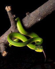 Obraz premium Vibrant Green Snake Coiling on a Branch