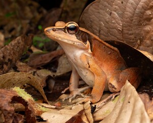 Obraz premium Brown Frog Hiding Among Leaves in Forest Environment