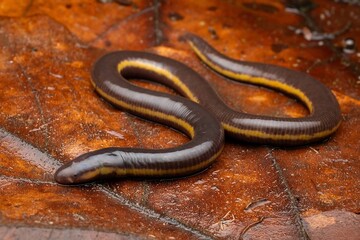 Fototapeta premium Elegant Snake on Wet Leaves in Natural Habitat
