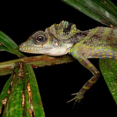 Obraz premium Colorful Lizard on Green Leaves in Nature