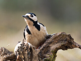 Buntspecht (Dendrocopos major)