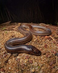 Obraz premium Brown Snake Slithering on Earth in Dark Environment