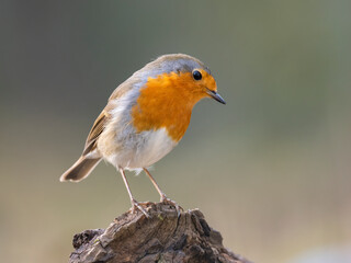 Rotkehlchen (Erithacus rubecula)