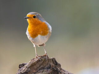 Rotkehlchen (Erithacus rubecula)