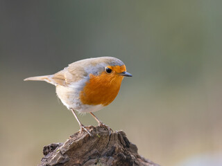 Rotkehlchen (Erithacus rubecula)