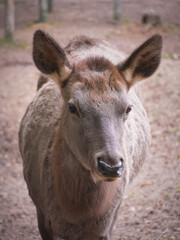 Close-up of a young deer calf showing curiosity and alertness in its natural habitat, a wildlife sanctuary provides a safe haven for these majestic creatures. Vertical photo